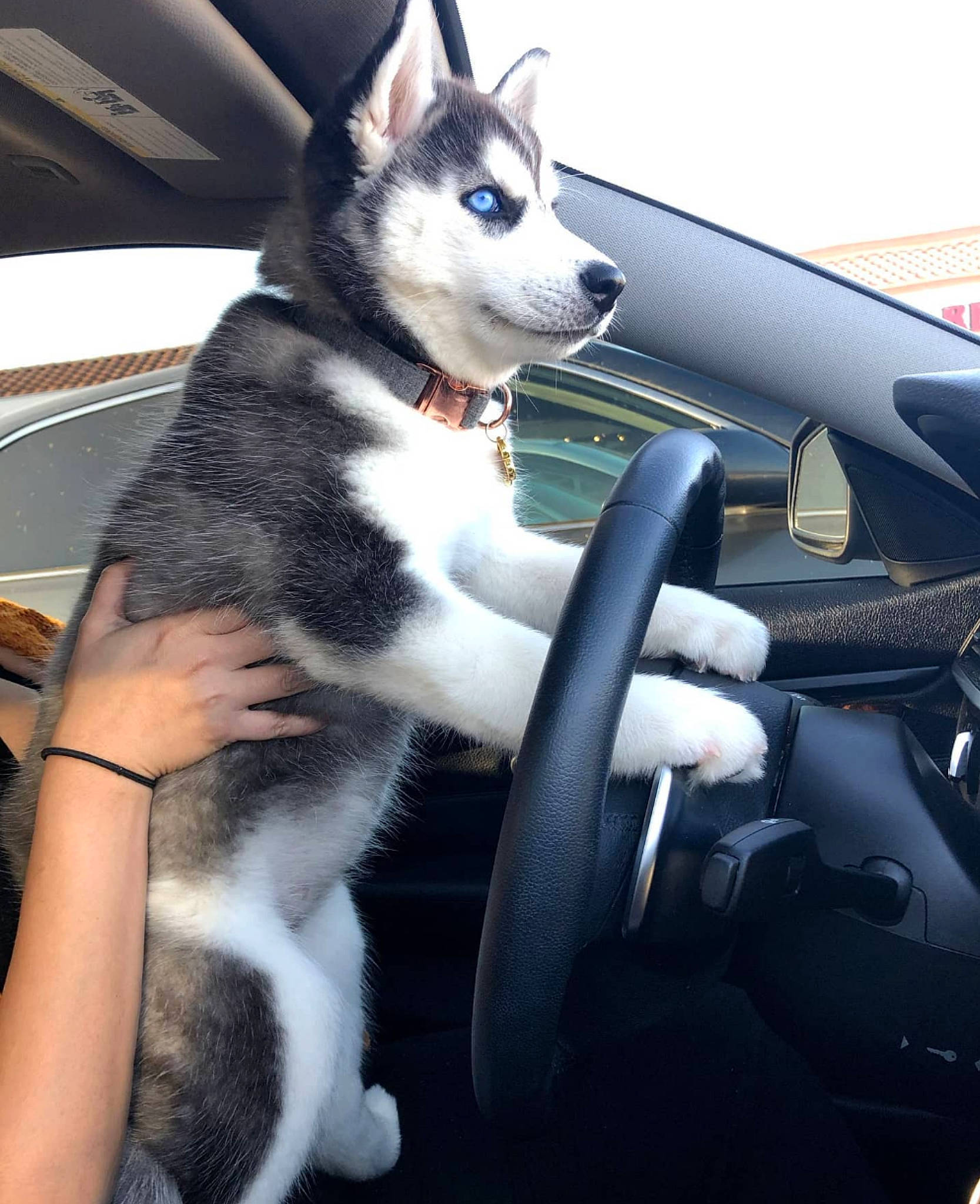 Zaia joined the competition — help win amazing prizes! auto_part, automotive_design, automotive_exterior, automotive_mirror, car, carnivore, companion_dog, dog, dog_breed, hand, hood, human_leg, motor_vehicle, personal_luxury_car, sky, snout, steering_wheel, vehicle, vehicle_door, white