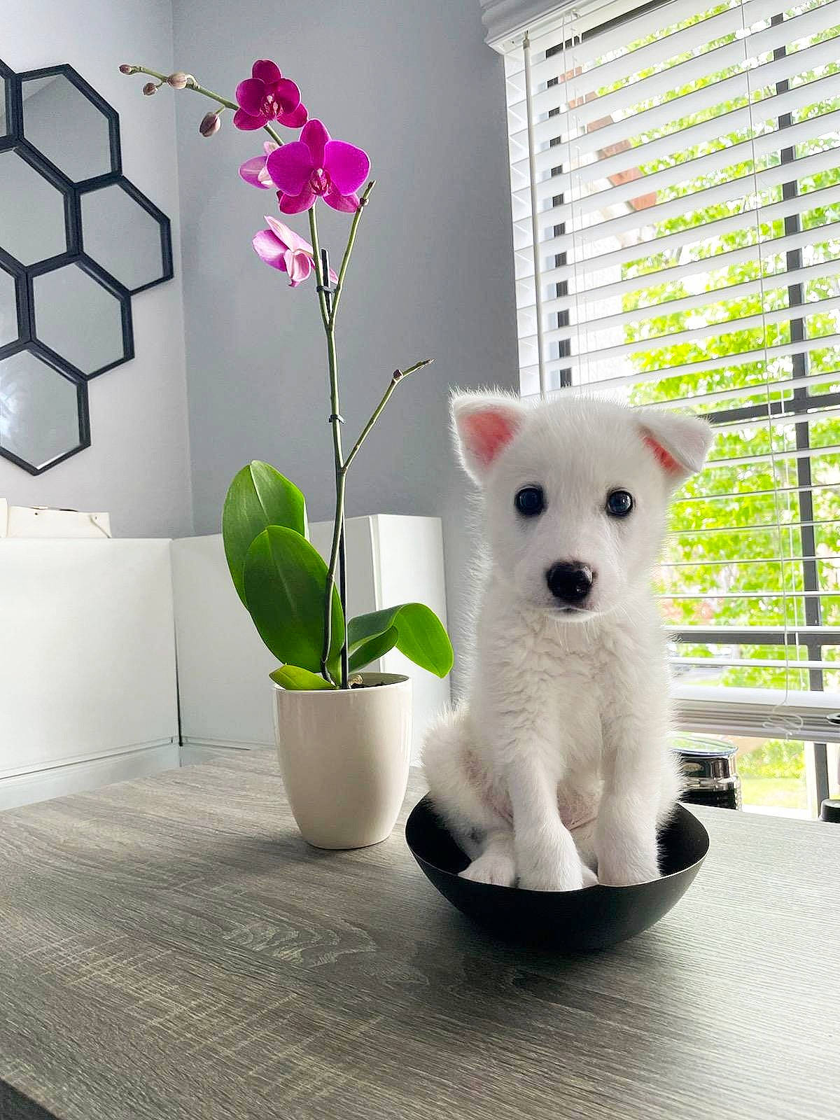 Zen joined the competition — help win amazing prizes! art, carnivore, companion_dog, dog, dog_breed, felidae, flower, flowerpot, houseplant, interior_design, line, petal, plant, small_to_medium_sized_cats, tail, teddy_bear, textile, toy, whiskers, window_blind