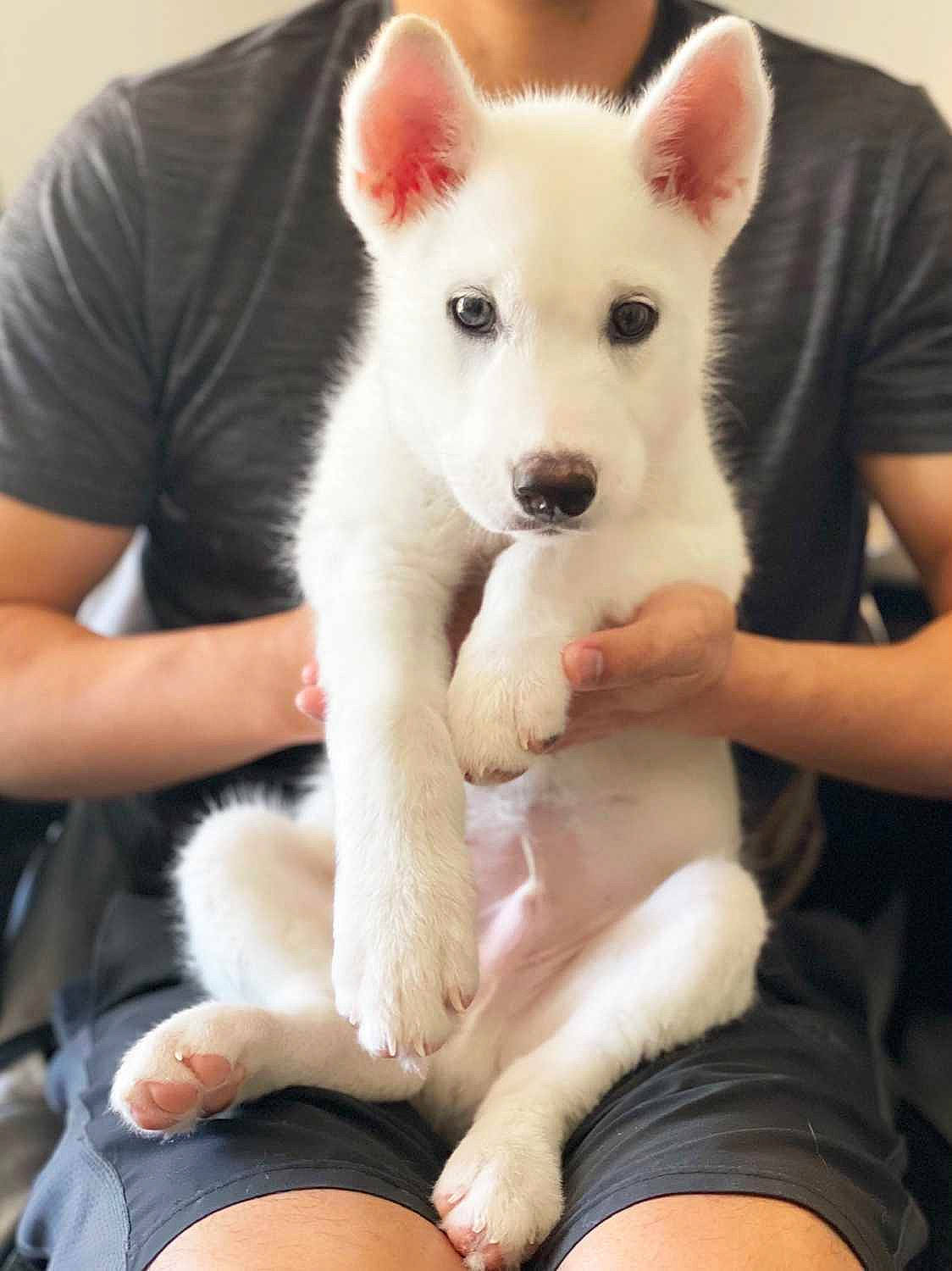 Zen is registered to the contest to win money with this photo: canidae, carnivore, comfort, companion_dog, dog, dog_breed, fawn, fur, jaw, non_sporting_group, paw, puppy, sitting, snout, sporting_group, t_shirt, terrestrial_animal, thigh, white, working_animal