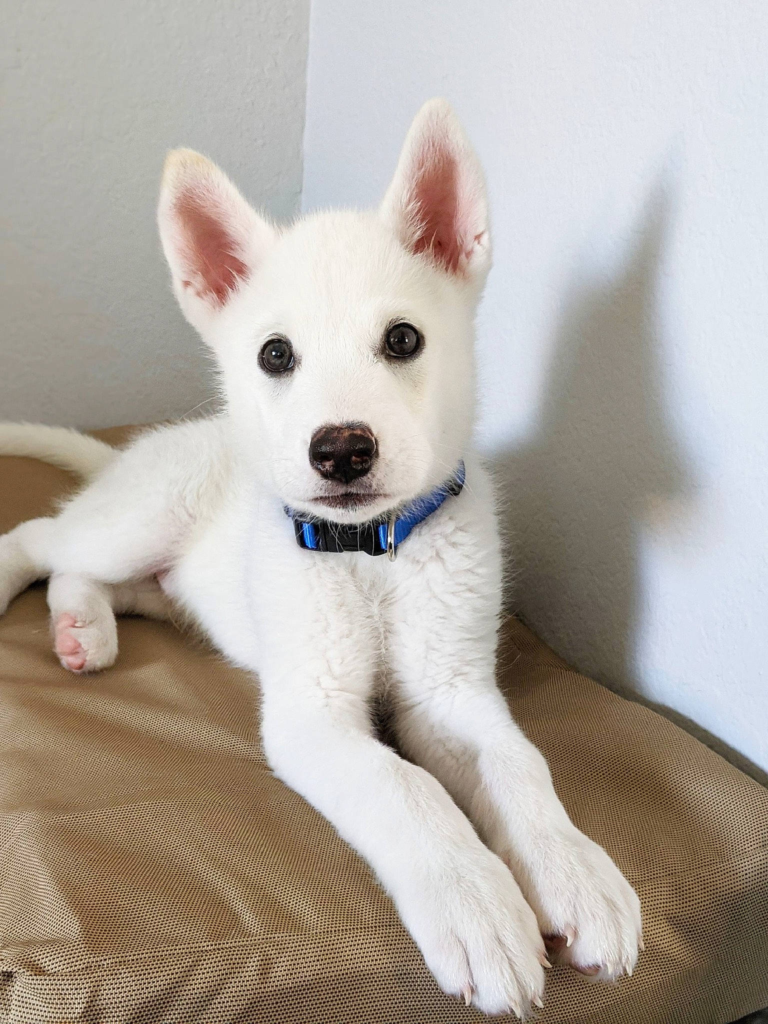 Zen is registered to the contest to win money with this photo: canidae, carnivore, companion_dog, dog, dog_breed, fawn, fur, non_sporting_group, paw, snout, tail, terrestrial_animal, whiskers, working_animal