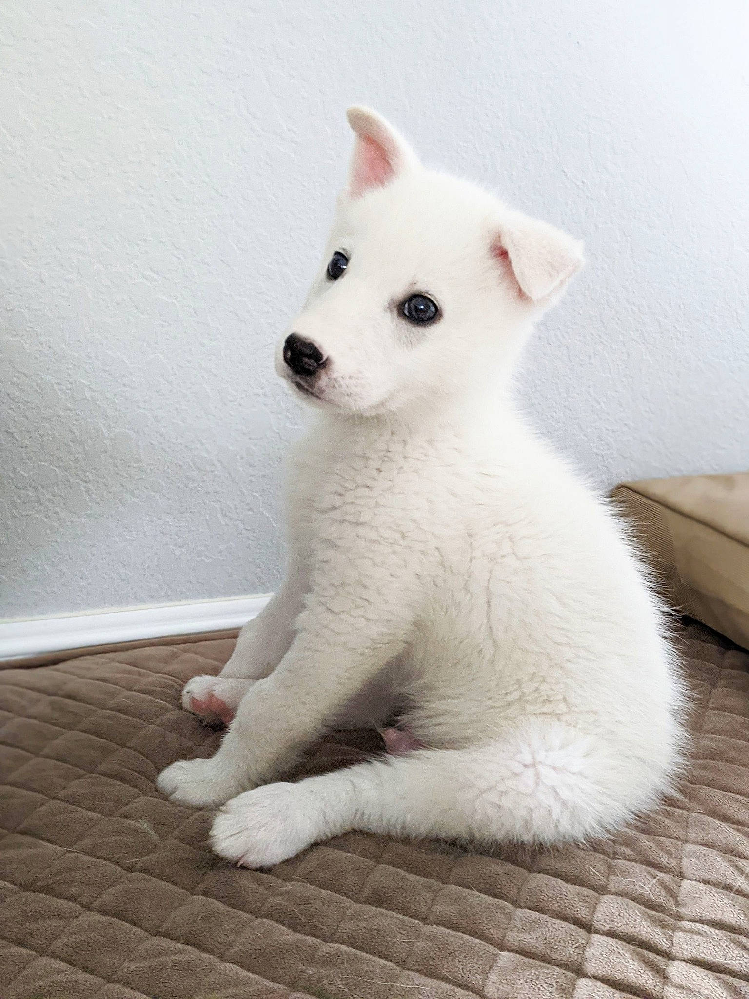 Zen joined the competition — help win amazing prizes! art, canidae, carnivore, companion_dog, dog, dog_breed, eye, eyelash, face, fawn, felidae, fur, jaw, no_expression, non_sporting_group, snout, tail, terrestrial_animal, whiskers