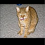 cat, ginger_cat, tabby, pet, animal, carpet, indoor, feline, tongue_out, licking, sitting, fur, whiskers, ears, eyes, flash, domestic_cat, cute, mammal, portrait