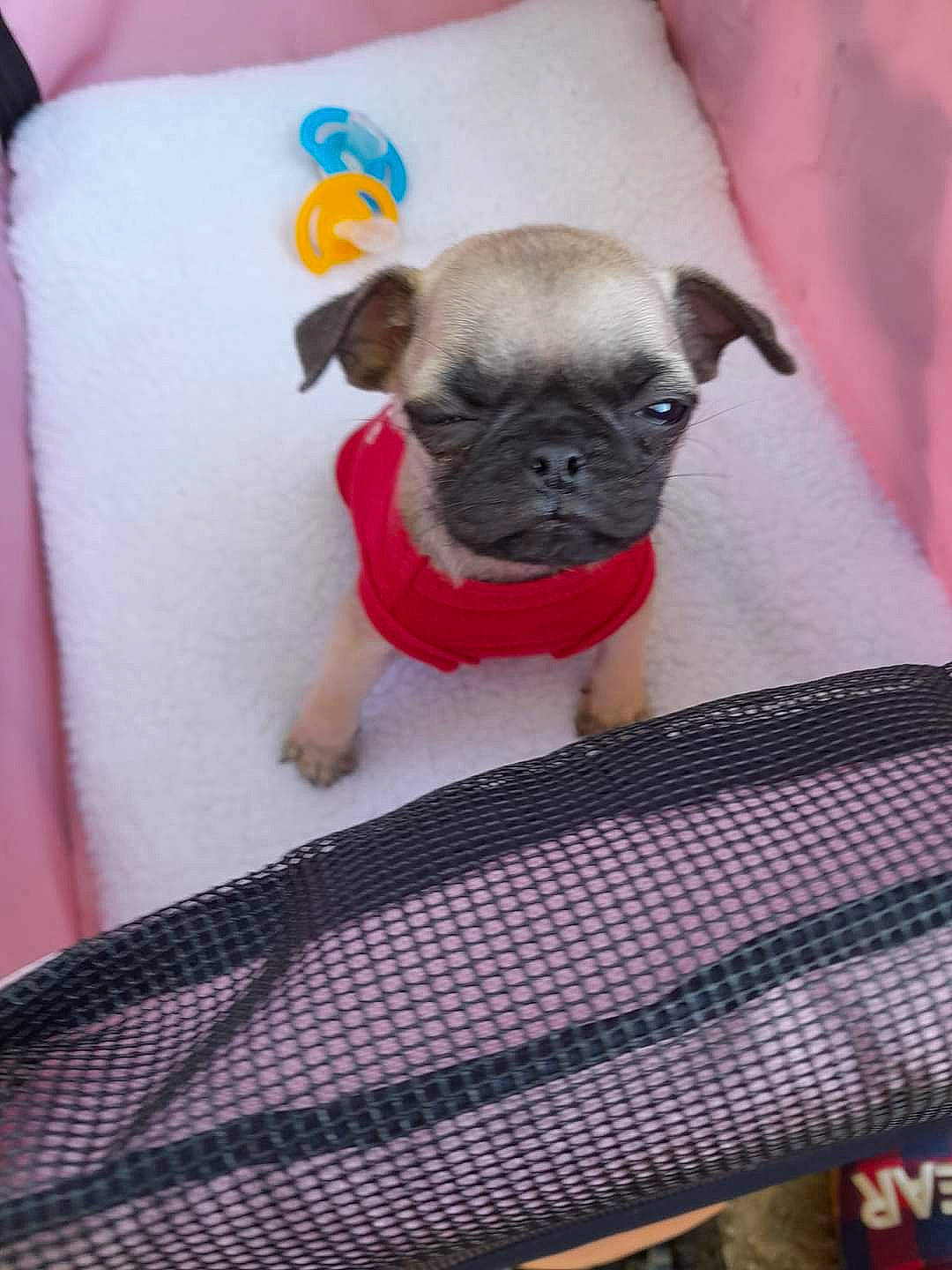 Diesel Ray joined the competition — help win amazing prizes! canidae, carmine, carnivore, comfort, companion_dog, dog, dog_breed, dog_clothes, dog_supply, fawn, fur, linens, pattern, pet_supply, pug, snout, sporting_group, toy_dog, working_animal, wrinkle