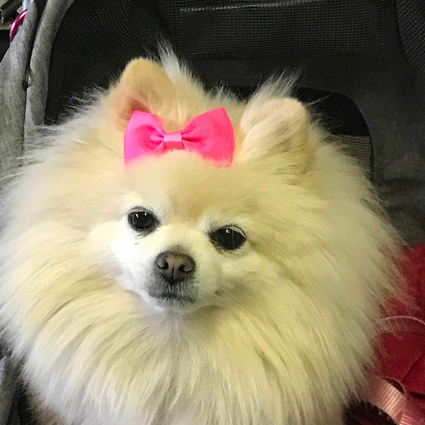 Penny is registered to the contest to win money with this photo: animal, bed, canine, cockerspaniel, cushion, dog, eskimodog, face, furniture, head, homedecor, papillon, person, pet, photography, portrait, puppy, stroller, whitedog