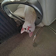 Bugaboo is registered to the contest to win money with this photo: animal, carpet, cat, chair, curious, cute, domestic, ears, floor, furniture, indoor, metal_armrest, nose, pet, relaxed, shadow, sunlight, upside_down, whiskers, white_cat