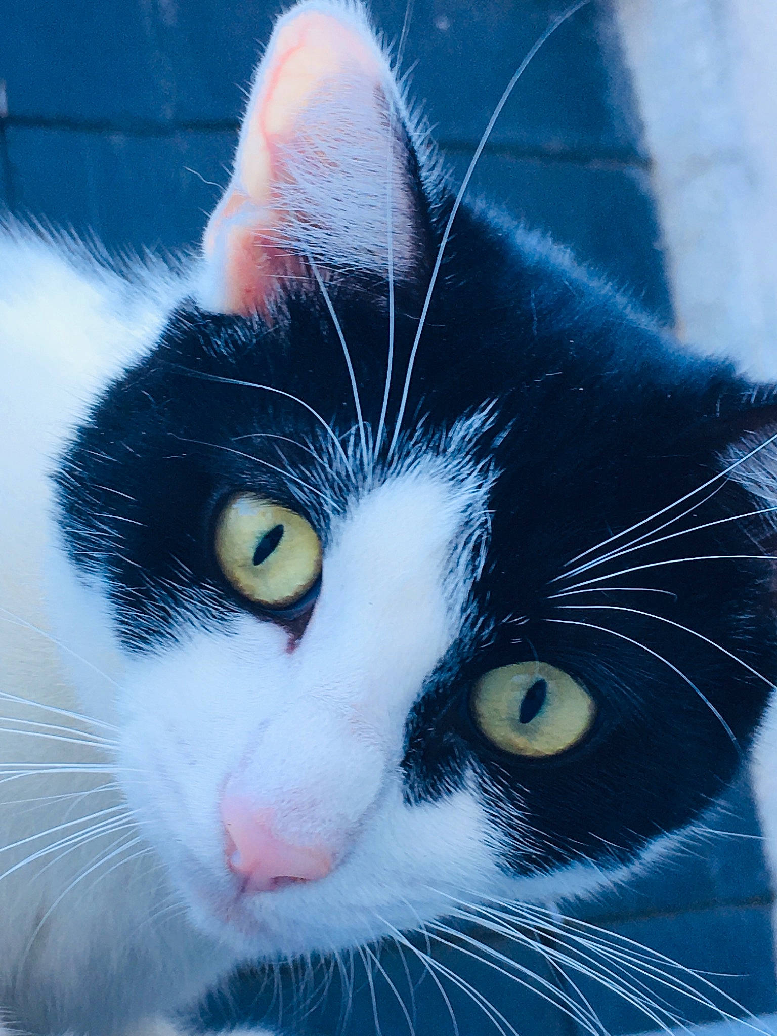 Karl a rejoint le concours — aidez-le/la à gagner de superbes lots ! aegean_cat, american_wirehair, black_and_white, black_cat, carnivore, cat, close_up, domestic_short_haired_cat, european_shorthair, eye, felidae, fur, nose, ojos_azules, polydactyl_cat, small_to_medium_sized_cats, snout, whiskers