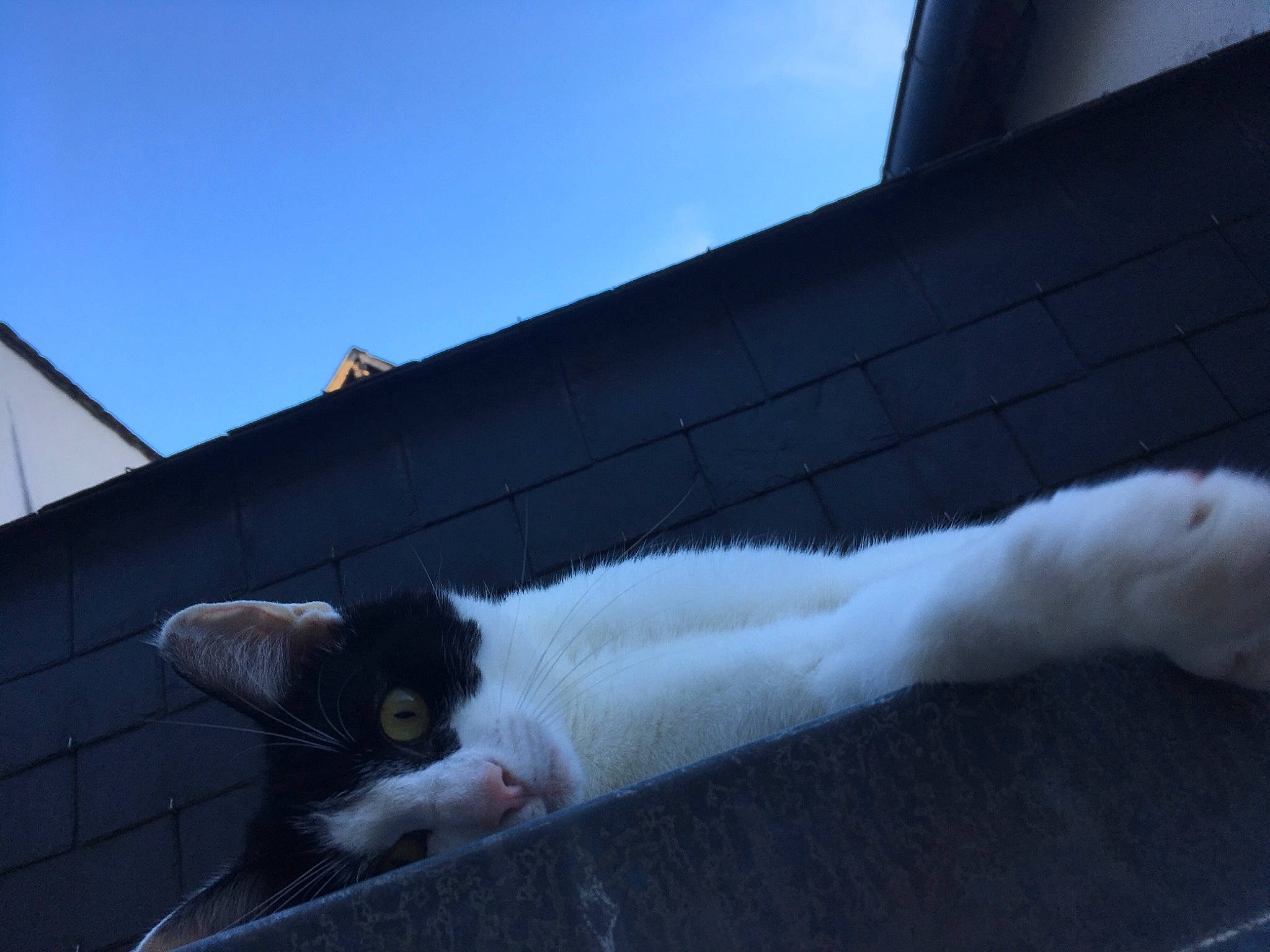 Karl participe au concours pour gagner de l'argent avec cette photo : aegean_cat, carnivore, cat, cloud, felidae, fur, leg, meteorological_phenomenon, mountain, polydactyl_cat, roof, sky, small_to_medium_sized_cats, tail, turkish_van, whiskers, window