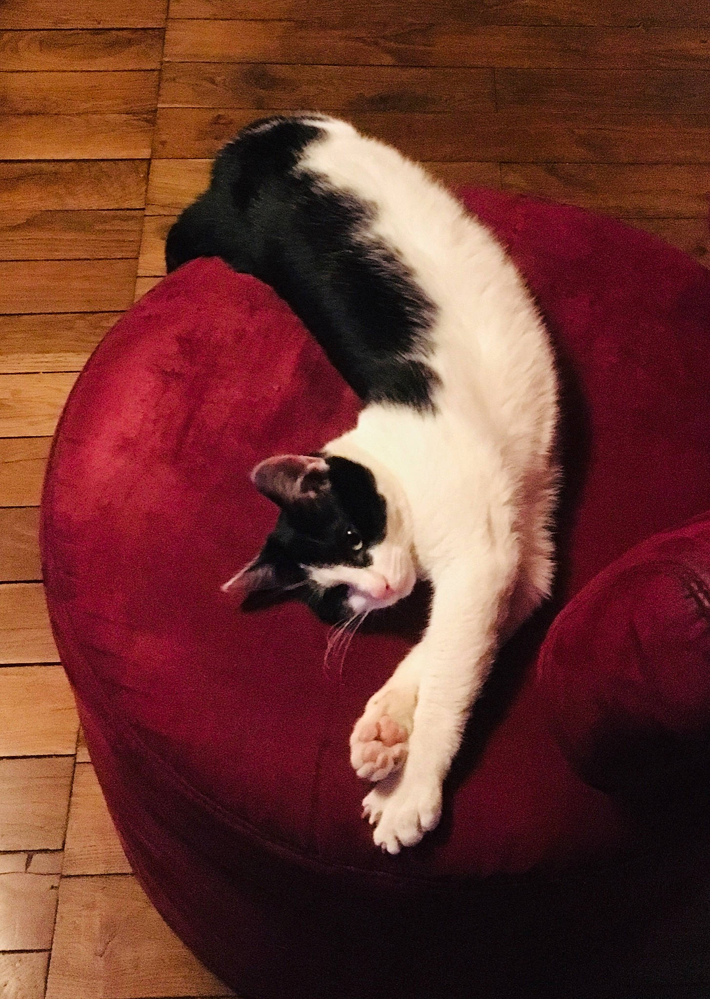 Karl a rejoint le concours — aidez-le/la à gagner de superbes lots ! canidae, carnivore, cat, dog_breed, felidae, fur, kitten, paw, small_to_medium_sized_cats, tail, whiskers