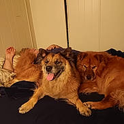 Lady Bug is registered to the contest to win money with this photo: dog, bed, person, sleeping, indoor, furniture, fur, animal, resting, cozy, comfort, blanket, pillow, relaxed, canine, pet, home, brown_fur, companion, laying