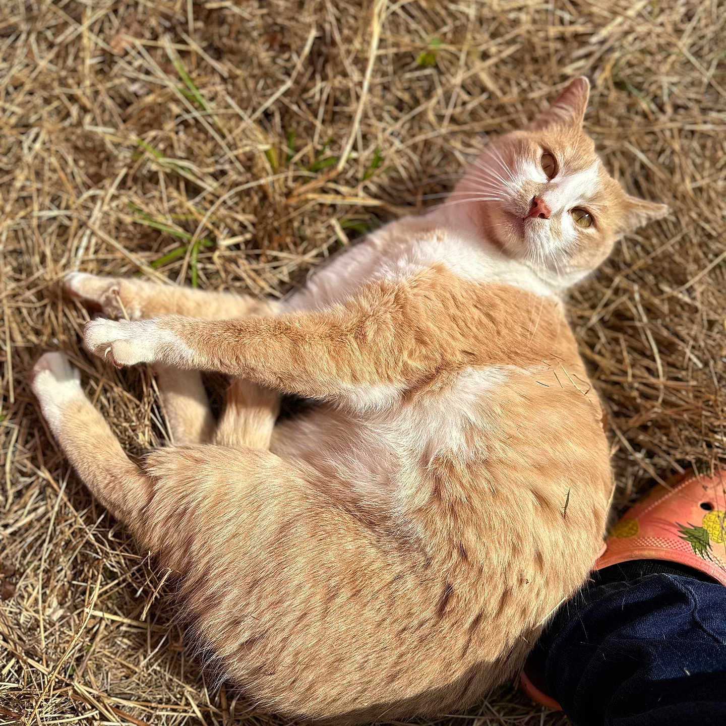 Ginger is registered to the contest to win money with this photo: animal, boy, cat, child, clothing, countryside, footwear, grass, kitten, male, manx, nature, outdoors, pants, person, pet, plant, shoe, soil, straw