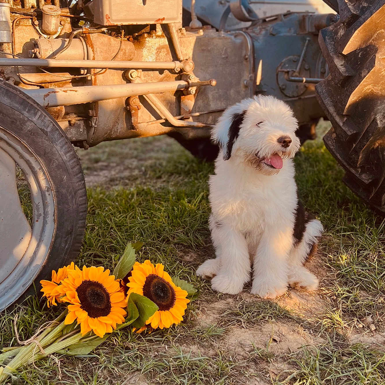 Morris joined the competition — help win amazing prizes! alloywheel, animal, canine, car, carwheel, daisy, dog, flower, grass, machine, pet, petal, plant, puppy, soil, spoke, tire, transportation, vehicle, wheel