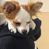 dog, small_dog, sleepy, resting, ears, white_fur, brown_fur, close_up, indoors, human_clothing, hoodie, pet, cute, animal, soft_lighting, portrait, fur, face, paw, cozy