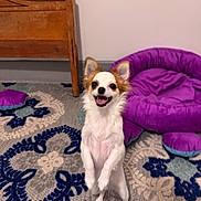 Roo joined the competition — help win amazing prizes! dog, small_dog, chihuahua, indoor, carpet, purple_pet_bed, wooden_furniture, happy, smiling, standing, pet, animal, cute, fur, ears, tongue, home, floor, playful, domestic