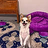 dog, small_dog, chihuahua, indoor, carpet, purple_pet_bed, wooden_furniture, happy, smiling, standing, pet, animal, cute, fur, ears, tongue, home, floor, playful, domestic