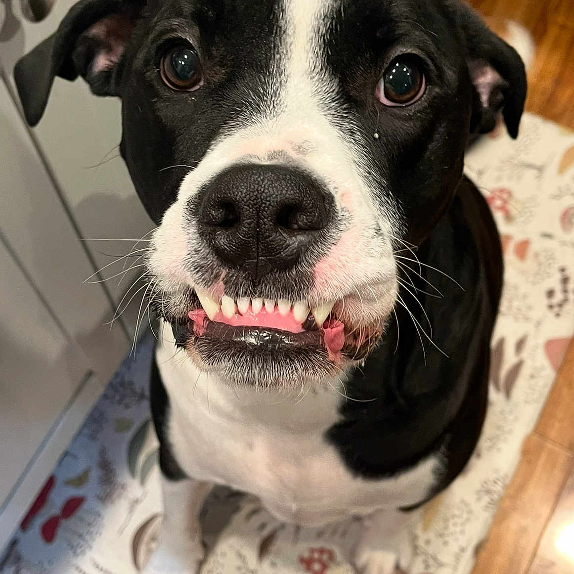 Major Baldo joined the competition — help win amazing prizes! animal, black_and_white, canine, close_up, companion, cute, dog, ears, friendly, funny_expression, grin, indoor, looking_up, mat, nose, pet, sitting, teeth, whiskers, wooden_floor