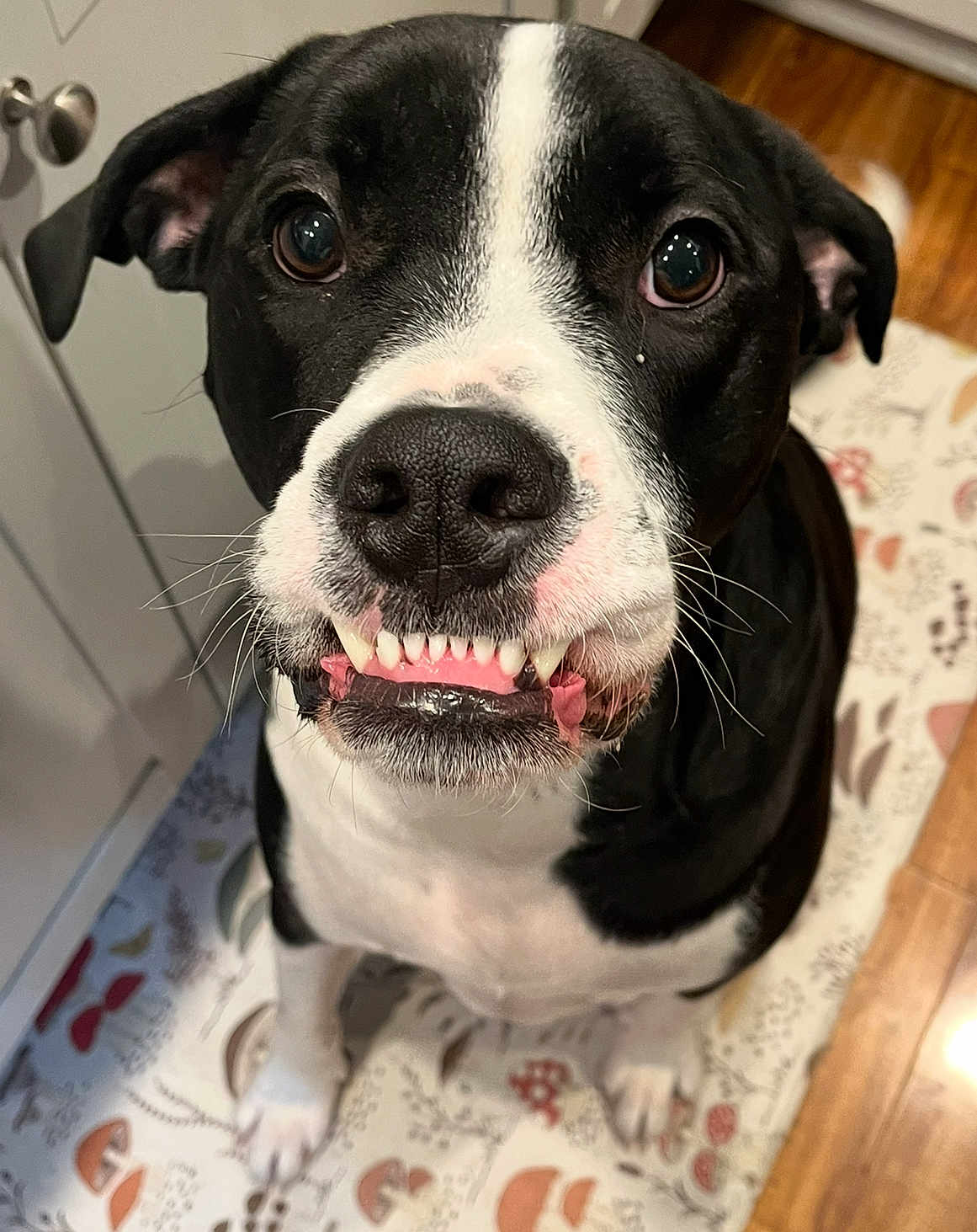 Major Baldo joined the competition — help win amazing prizes! animal, black_and_white, canine, close_up, companion, cute, dog, ears, friendly, funny_expression, grin, indoor, looking_up, mat, nose, pet, sitting, teeth, whiskers, wooden_floor