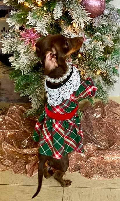 Lilly Lynn is registered to the contest to win money with this photo: christmas, christmas_decoration, christmas_ornament, christmas_tree, conifer, event, evergreen, fawn, fur, grass, groundcover, hat, natural_material, pattern, plaid, plant, tartan, tradition, tree, working_animal