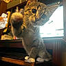 kitten, cat, paw, indoor, computer, screen, curious, young_animal, feline, closeup, pet, domestic_animal, tabby, whiskers, wooden_table, playful, animal_face, front_view, furniture, household