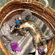 Rory is registered to the contest to win money with this photo: cat, tabby_cat, basket, blanket, toy_mouse, yarn_ball, sleeping, relaxed, indoor, cozy, pet, fur, whiskers, paws, stretching, home, floor, woven_basket, texture, colorful