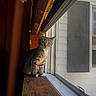 Rory is registered to the contest to win money with this photo: kitten, cat, windowsill, window, indoor, curious, fur, pet, animal, young, wood, screen, light, shadow, cozy, small, domestic, looking, sitting, house