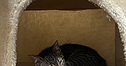 Rory joined the competition — help win amazing prizes! cat, kitten, sleeping, tabby, cat_condo, plush, furniture, indoor, cozy, resting, paw, cute, pet, animal, soft, small, curled_up, quiet, warm, cage