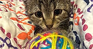 Rory joined the competition — help win amazing prizes! animal, blanket, cat, close_up, colorful, cozy, curious, cute, fur, indoor, kitten, patterned, pet, playful, resting, small, soft, tabby, whiskers, yarn_ball