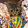 Rory joined the competition — help win amazing prizes! kitten, cat, yarn_ball, colorful, blanket, patterned, cozy, cute, close_up, tabby, indoor, playful, fur, whiskers, small, pet, animal, soft, curious, resting