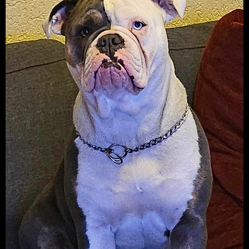 Milka