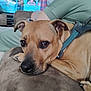 animal, brown, closeup, couch, dog, ears, expression, face, furniture, green_clothing, home, indoor, leash, looking, person, pet, relaxing, resting, screen, television