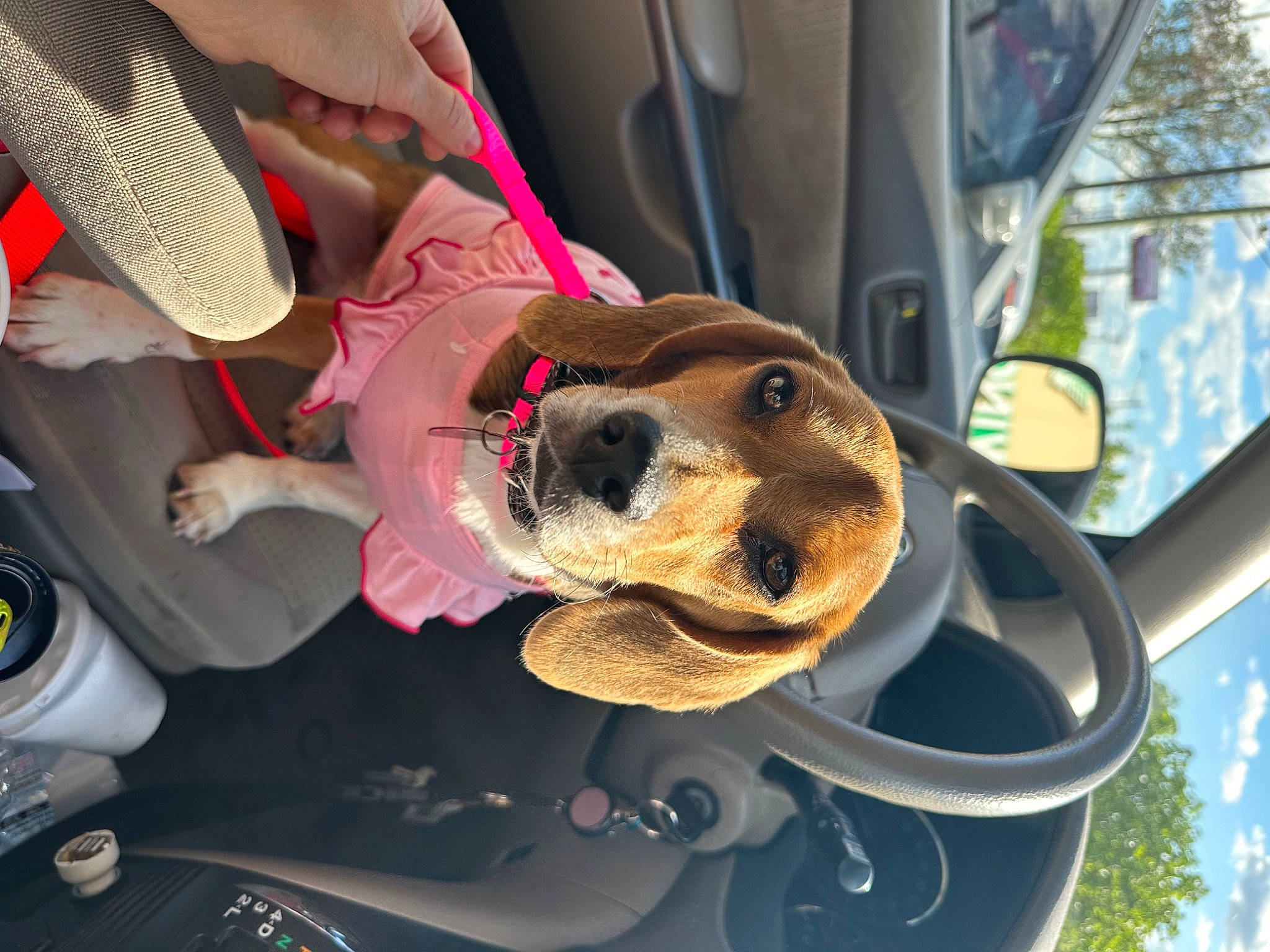Ruby joined the competition — help win amazing prizes! auto_part, canidae, carnivore, companion_dog, dog, dog_breed, eyewear, family_car, fun, fur, leash, leisure, motor_vehicle, selfie, sporting_group, stuffed_toy, toy, vehicle_door
