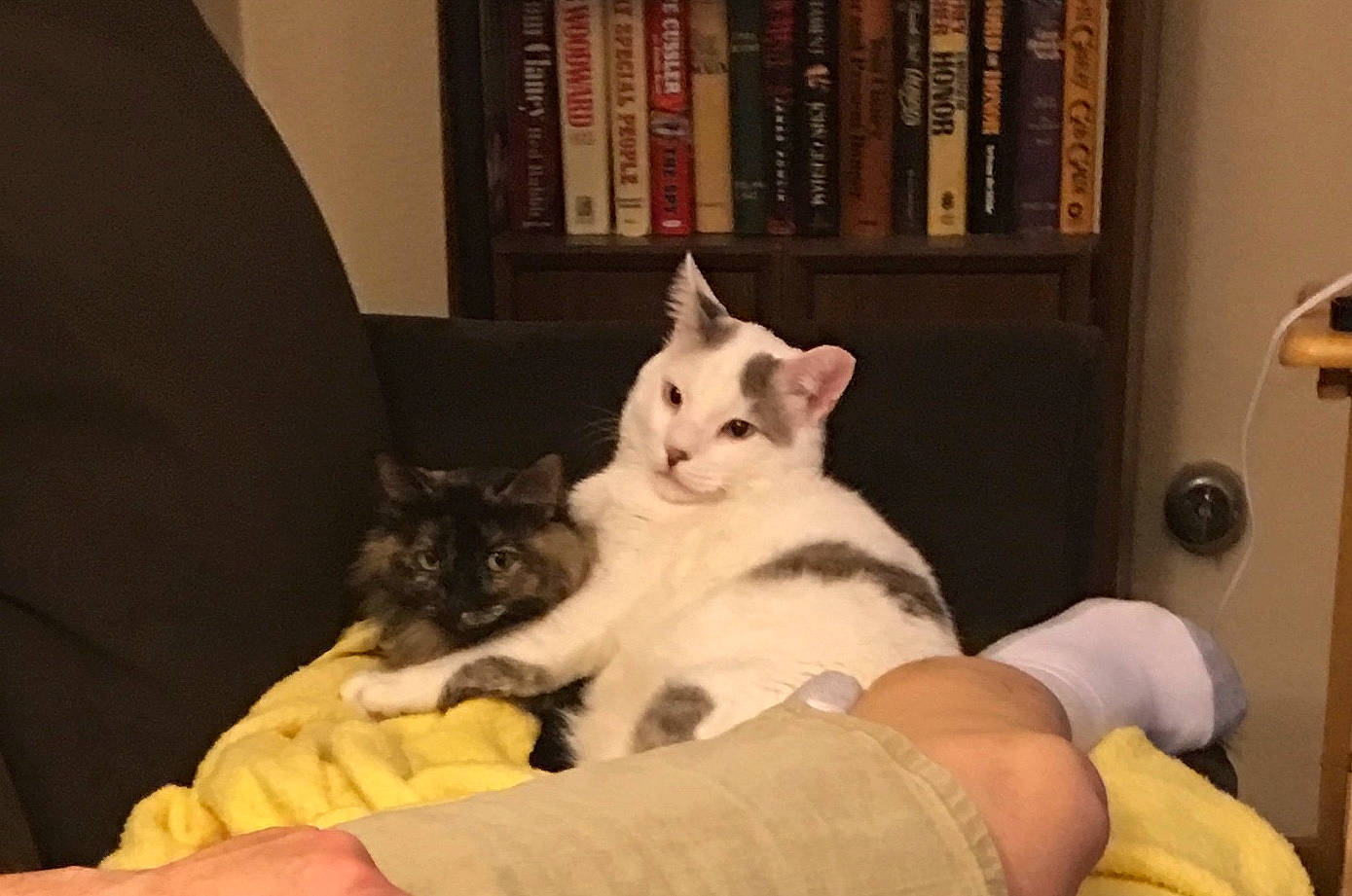 Curious Junior is registered to the contest to win money with this photo: aegean_cat, asian, burmilla, carnivore, cat, domestic_short_haired_cat, ear, european_shorthair, felidae, fur, kitten, leg, mammal, paw, polydactyl_cat, skin, small_to_medium_sized_cats, turkish_angora, turkish_van, whiskers