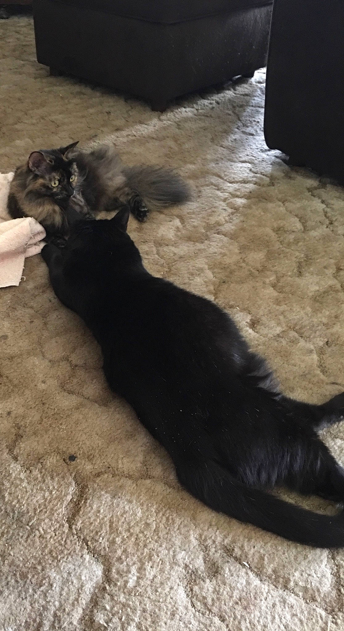 Special joined the competition — help win amazing prizes! black, black_cat, bombay, carnivore, cat, claw, domestic_short_haired_cat, felidae, fur, small_to_medium_sized_cats, tail, whiskers