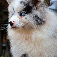 Apy participe au concours pour gagner de l'argent avec cette photo : puppy, dog, blue_eyes, fluffy, black_and_white, fur, young_animal, pet, cute, outdoor, nature, portrait, mammal, canine, animal, closeup, whiskers, nose, ears, curious