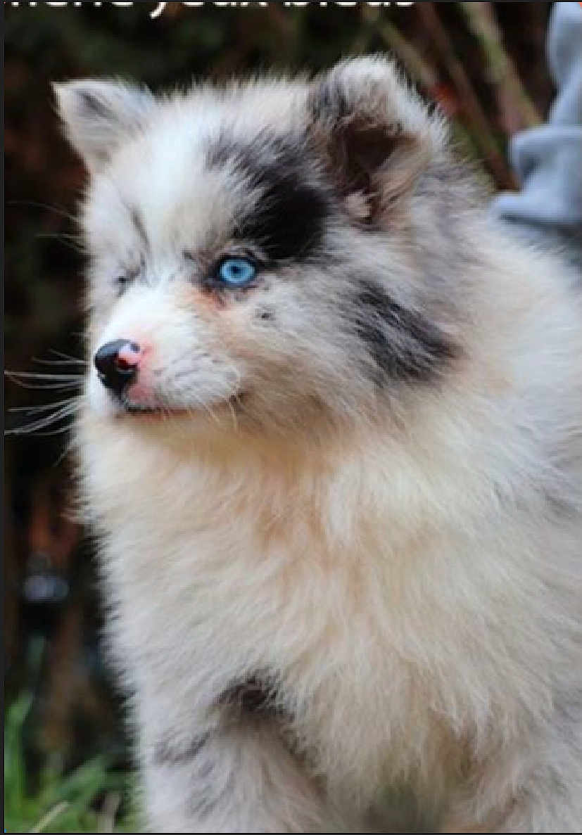 Apy participe au concours pour gagner de l'argent avec cette photo : puppy, dog, blue_eyes, fluffy, black_and_white, fur, young_animal, pet, cute, outdoor, nature, portrait, mammal, canine, animal, closeup, whiskers, nose, ears, curious
