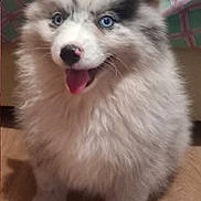 Apy a rejoint le concours — aidez-le/la à gagner de superbes lots ! puppy, dog, blue_eyes, fluffy, tongue_out, sitting, indoor, wooden_floor, cute, pet, animal, young_dog, fur, happy, smiling, face, ears, nose, background, pattern