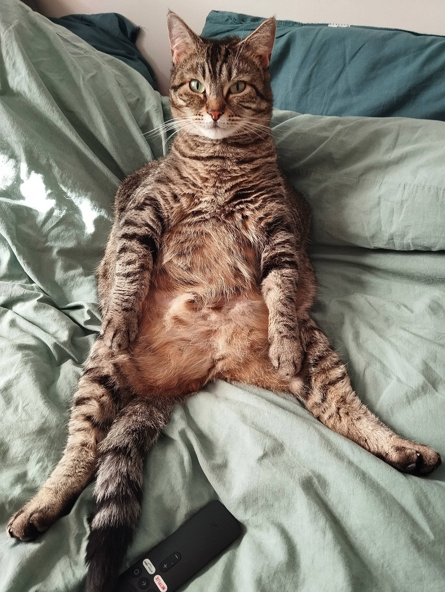 Bianca participe au concours pour gagner de l'argent avec cette photo : animal, bed, bedding, cat, claws, cute, domestic, ears, feline, fur, indoor, pet, pillow, relaxed, remote_control, sitting, striped, tabby, tail, whiskers