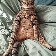 Bianca a rejoint le concours — aidez-le/la à gagner de superbes lots ! cat, tabby_cat, pet, animal, feline, bed, pillow, blanket, indoor, relaxed, sitting, looking_at_camera, fur, whiskers, remote_control, teal, striped, cute, domestic_animal, cozy