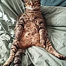 cat, tabby_cat, pet, animal, feline, bed, pillow, blanket, indoor, relaxed, sitting, looking_at_camera, fur, whiskers, remote_control, teal, striped, cute, domestic_animal, cozy