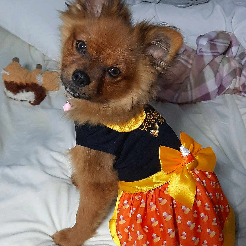Fawn is registered to the contest to win money with this photo: accessories, animal, bag, bed, bedroom, canine, chihuahua, clothing, cockerspaniel, couch, dog, furniture, handbag, indoors, papillon, pet, puppy, purse, skirt, strap