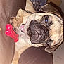Mckenzie is registered to the contest to win money with this photo: animal, blanket, closeup, collar, couch, cozy, dog, domestic, face, fur, furniture, indoor, paw, pet, pug, red_toy, relaxed, resting, sleepy, toy