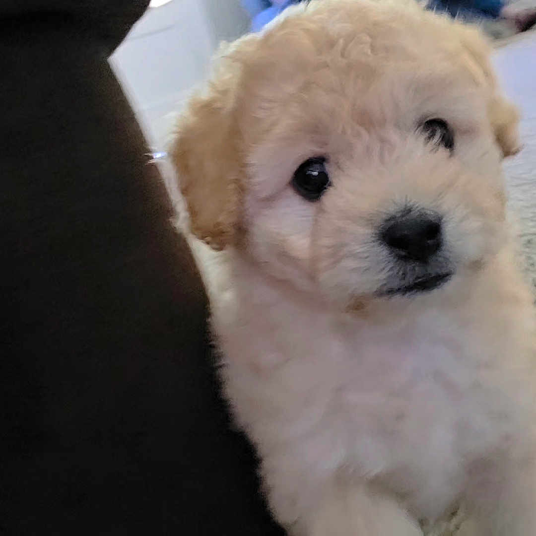 Peach is registered to the contest to win money with this photo: adorable, animal, background, black_nose, carpet, closeup, curious, cute, dog, eyes, face, fluffy, fur, indoor, light_fur, pet, puppy, small, soft, young