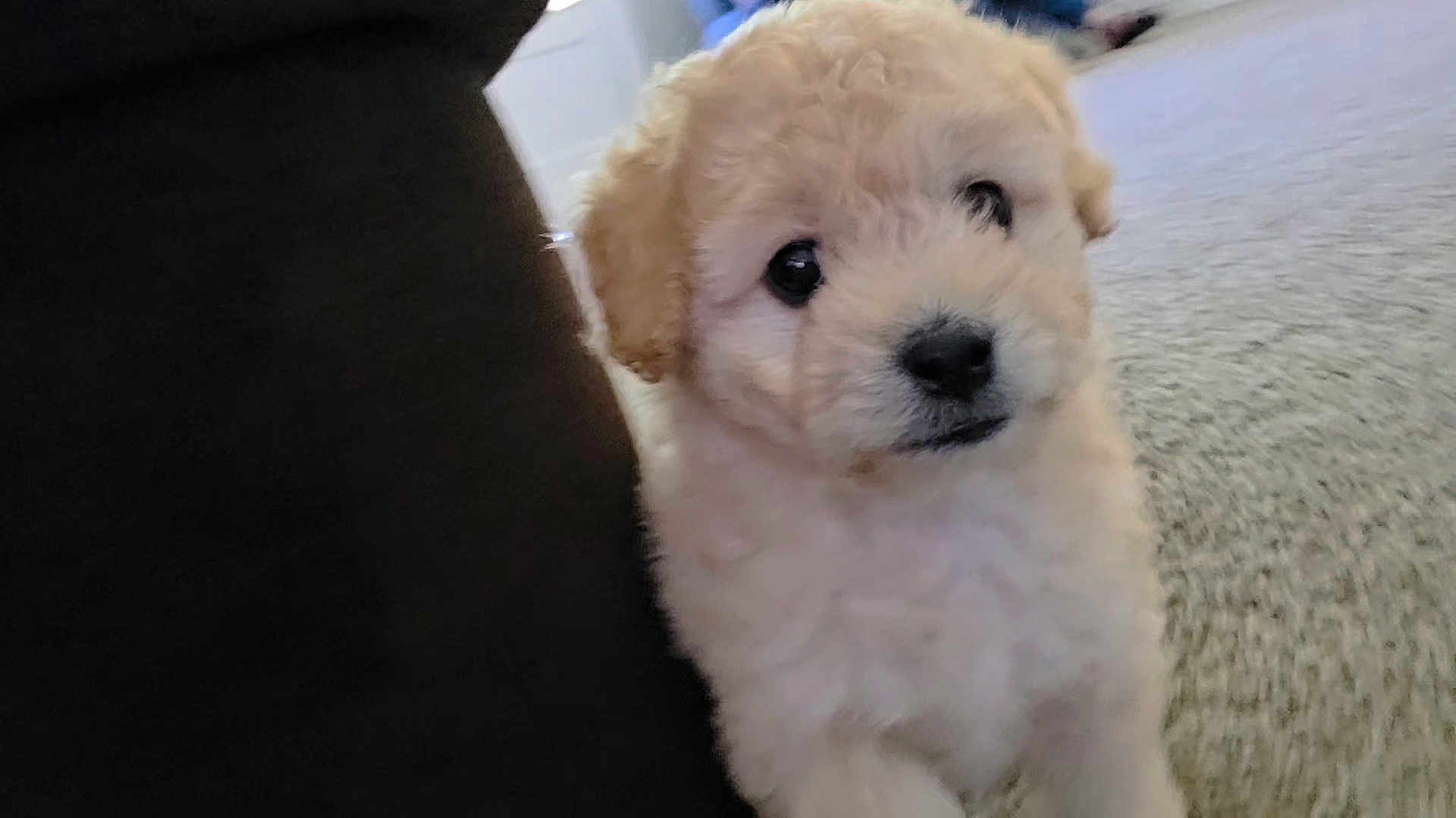 Peach is registered to the contest to win money with this photo: puppy, dog, cute, fluffy, carpet, indoor, pet, young, animal, curious, light_fur, small, closeup, soft, adorable, face, fur, black_nose, eyes, background