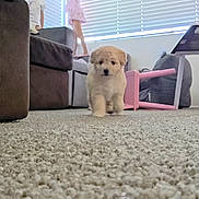 Peach joined the competition — help win amazing prizes! puppy, dog, carpet, couch, child, furniture, indoors, toy, window, light, pink_chair, playroom, kids, soft, walking, cute, fluffy, pet, home, living_room