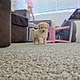 Peach joined the competition — help win amazing prizes! puppy, dog, carpet, living_room, child, furniture, sofa, window, blinds, pink_chair, bean_bag, toy_basket, floor, indoor, pet, cute, small, walking, home, playful
