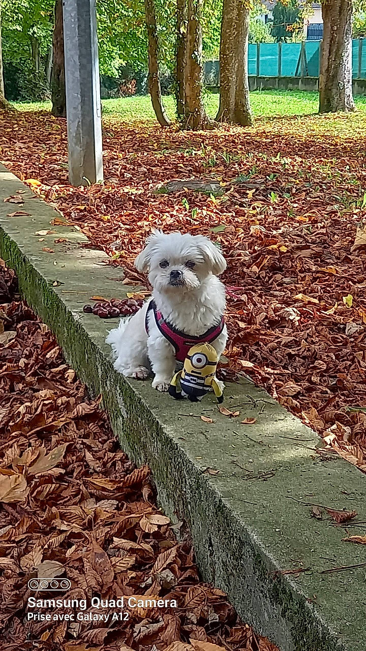 Candy a rejoint le concours — aidez-le/la à gagner de superbes lots ! art, canidae, carnivore, companion_dog, dog, dog_breed, fawn, fur, grass, green, leaf, plant, sidewalk, snout, sporting_group, tail, toy_dog, tree, wood, working_animal