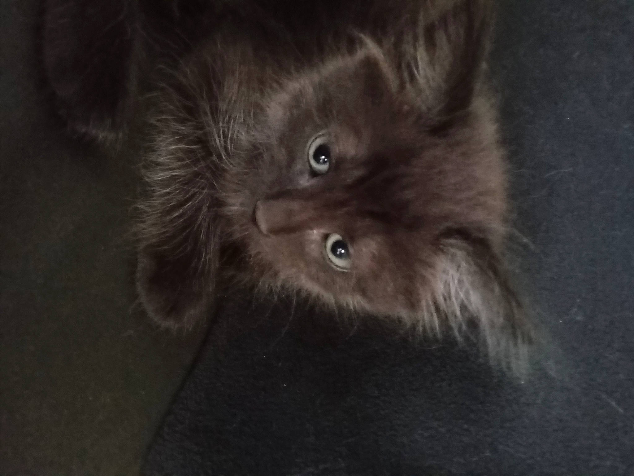 Tokio participe au concours pour gagner de l'argent avec cette photo : canidae, carnivore, cat, claw, darkness, dog_breed, felidae, fur, german_spitz_mittel, grey, liver, paw, small_to_medium_sized_cats, tail, terrestrial_animal, whiskers