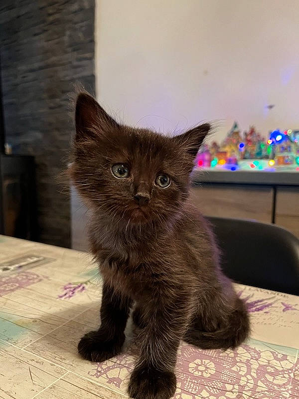 Tokio a rejoint le concours — aidez-le/la à gagner de superbes lots ! black_cat, carnivore, cat, chartreux, claw, domestic_short_haired_cat, fawn, felidae, flooring, fur, grey, hardwood, paw, small_to_medium_sized_cats, snout, tail, terrestrial_animal, whiskers