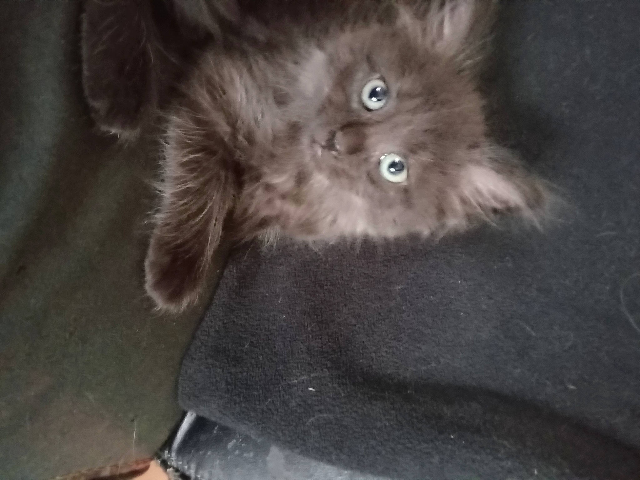 Tokio participe au concours pour gagner de l'argent avec cette photo : carnivore, cat, claw, domestic_short_haired_cat, fawn, felidae, fur, grey, paw, small_to_medium_sized_cats, snout, tail, terrestrial_animal, whiskers