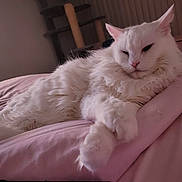 Sammy joined the competition — help win amazing prizes! animal, bed, cat, cat_tree, cozy, cute, domestic_cat, feline, fluffy, fur, home, indoor, mammal, pet, pink_bedspread, portrait, relaxed, resting, sleepy, white_cat