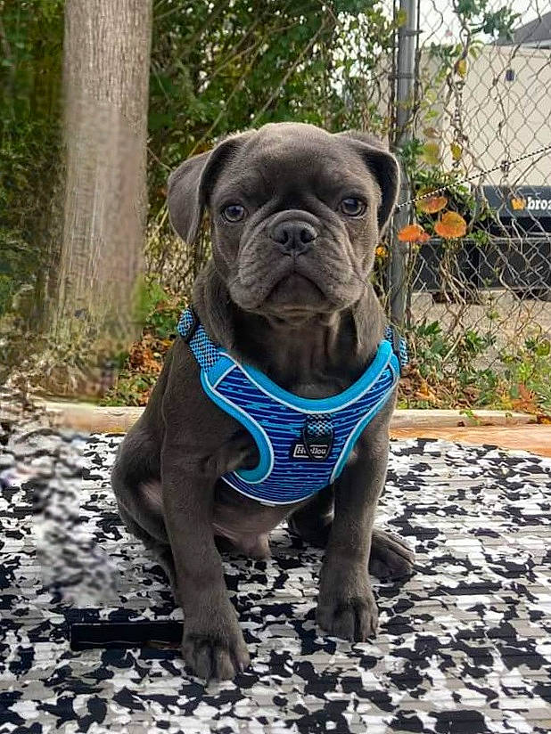 Louie Blu is registered to the contest to win money with this photo: bulldog, canidae, carnivore, collar, companion_dog, dog, dog_breed, dog_collar, electric_blue, fawn, fence, grass, mesh, molosser, plant, snout, sporting_group, terrestrial_animal, working_animal, wrinkle